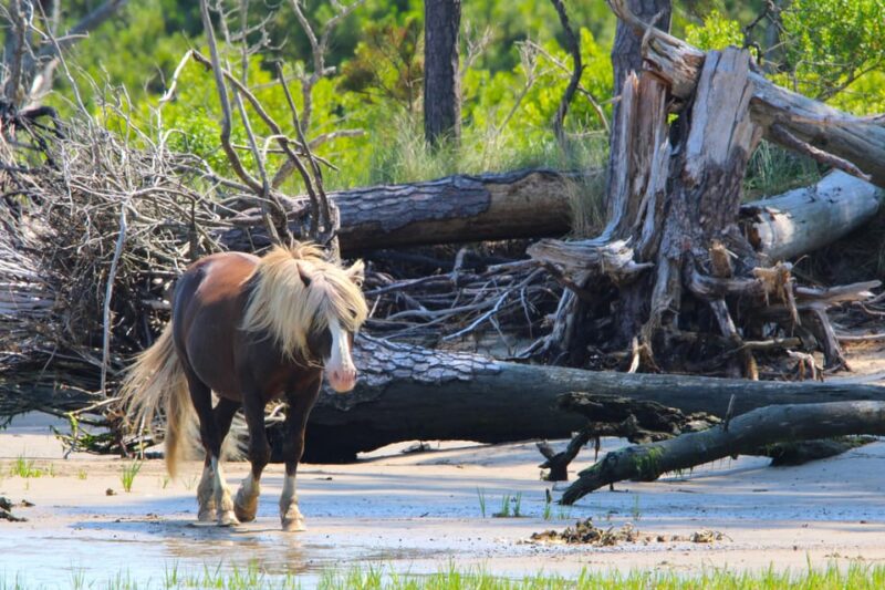 Chincoteague: Premier Pony & Wildlife Small Group Boat Tour - Why This Tour Is a Top Choice for Wildlife Enthusiasts