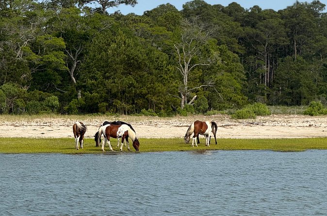 Chincoteague Wildlife Sunset Boat Tour - The Experience Provider and Booking Flexibility