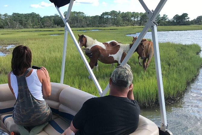 Chincoteague's Up The Bay Pony and Wildlife Tour by Boat - Discover the Wild Ponies and Local Wildlife on the Chincoteague Boat Tour