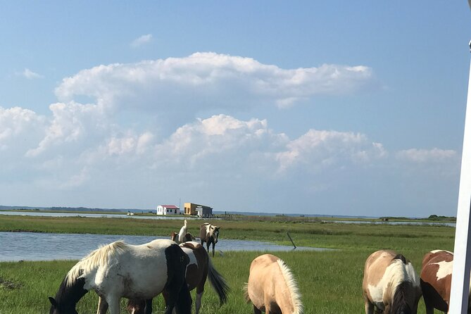 Chincoteague's Up The Bay Pony and Wildlife Tour by Boat - Key Points