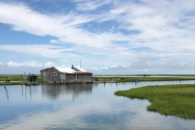Chincoteague's Up The Bay Pony and Wildlife Tour by Boat - Wildlife Encounters: Ponies, Birds, and Dolphins