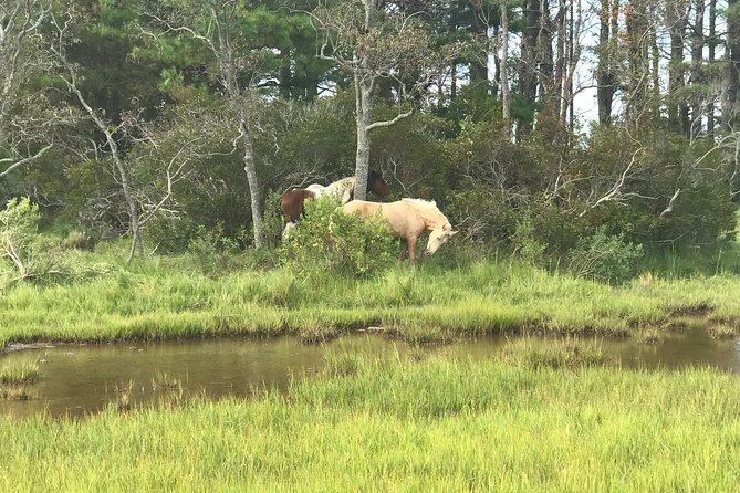 Chincoteague's Up The Bay Pony and Wildlife Tour by Boat - The Boat: Comfort and Practicality