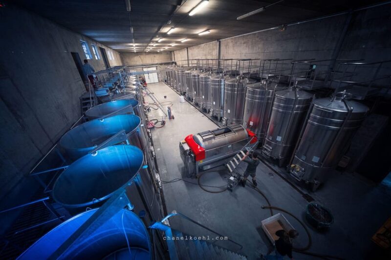 Chinon : Prestige Tours and Wine Tasting - Exploring the Winemaking Process at the Winery