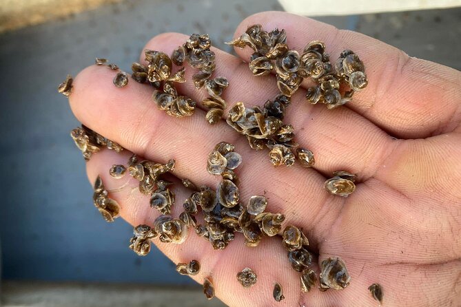 Chioggia : Aquaculture Secrets Tours of the Lagoon - Exploring the Lagoon Ecosystem and Photo Stops