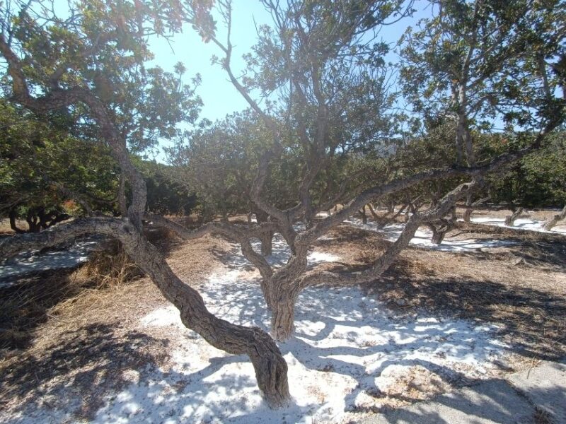 Chios: Half-Day Sightseeing Tour - Practical Tips for a Comfortable Tour