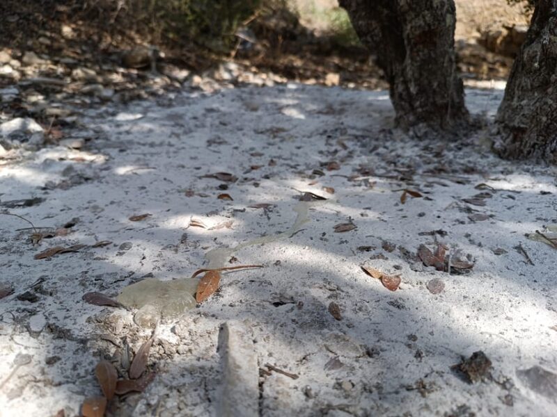 Chios: Mastiha shore excursion - Flexibility and Additional Options During the Tour