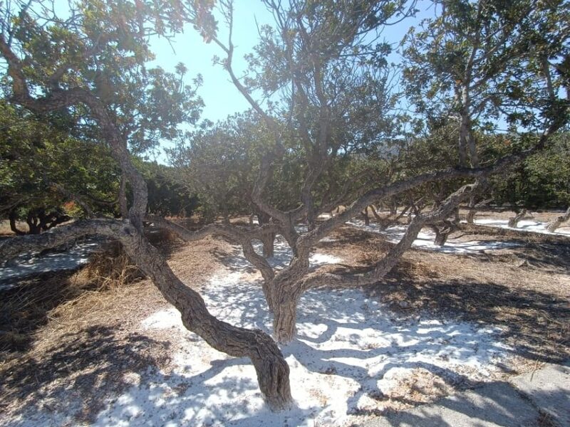 Chios: Mastiha shore excursion - Practical Details and Considerations