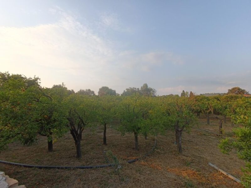 Chios: Orange Farm Trip & Tasting - Citrus museum visit - Why Choose the Chios Citrus Farm Tour?