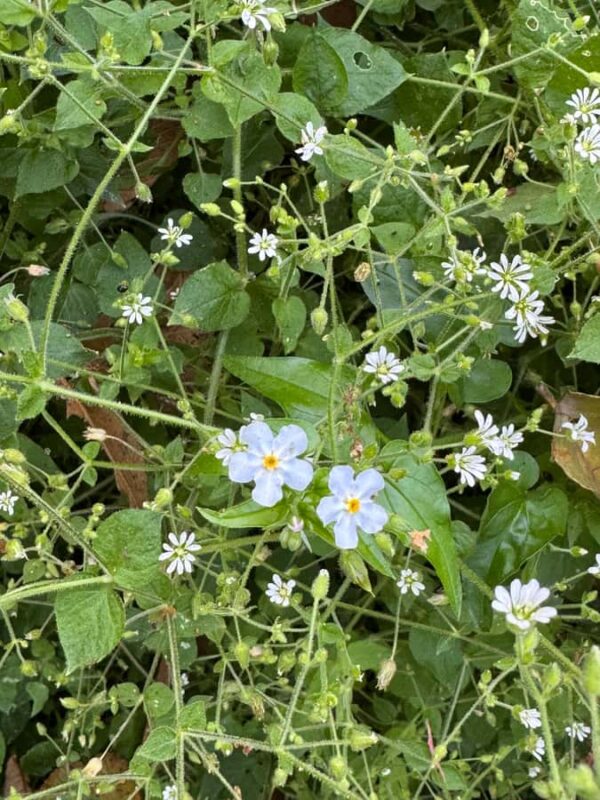 Chipinque Natural Park - Morning / Afternoon Hike - Explore Chipinque Natural Park on a Guided Morning or Afternoon Hike