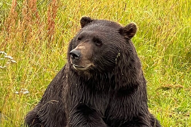 Choose Your Own Adventure from Anchorage Alaska - Ascending Alyeska Ski Area for Stunning Summer Views