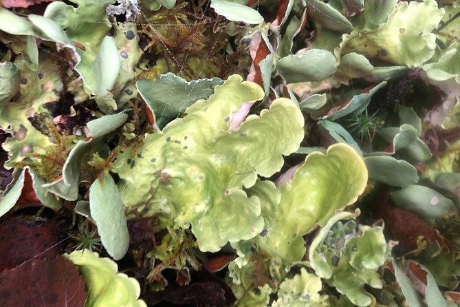 Chugach State Park Nature Walk - Scenic Views of Anchorage and the Surroundings