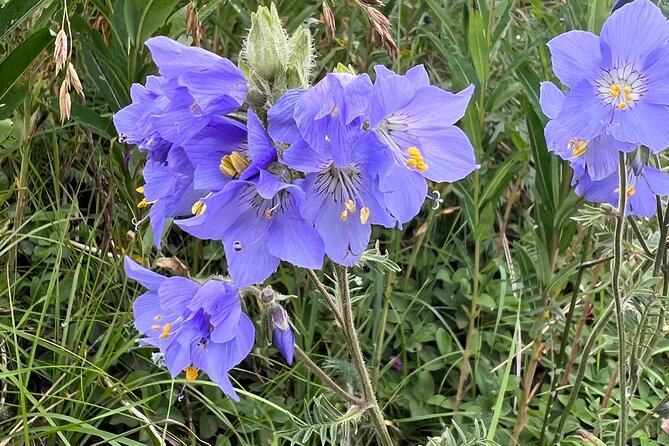 Chugach State Park Nature Walk - The Experience with Guides and Small Groups
