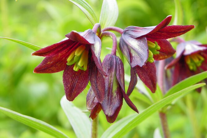 Chugach State Park Nature Walk - Cancellation Policy and Booking Tips