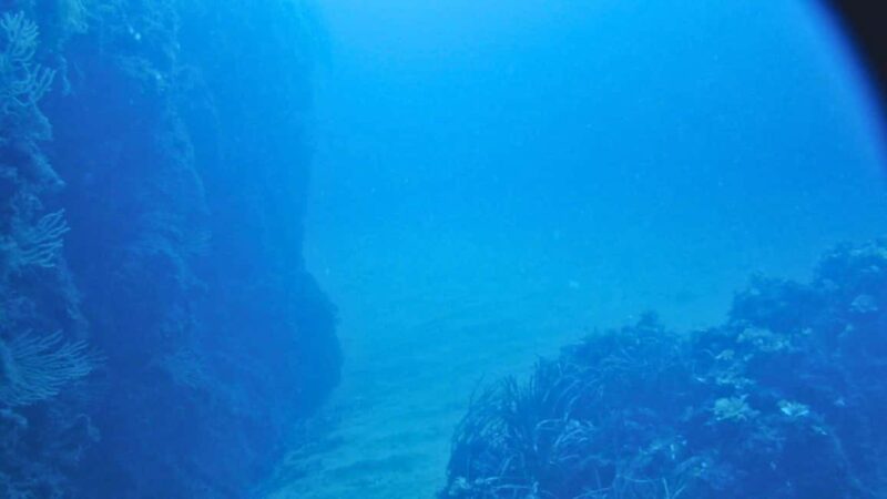 Cilento: 12-meter dive for experts in Sauco Bay - Guides and instruction quality