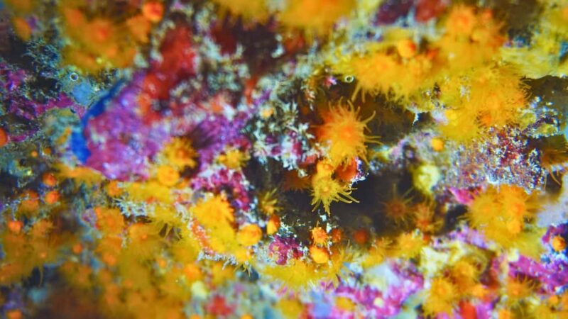 Cilento: 12-meter dive for experts in Sauco Bay - Cancellation and booking flexibility