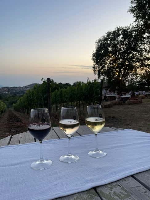 Cilento Wine: Tour & Tasting Experience - Walking Through Cilentos Picturesque Vineyard
