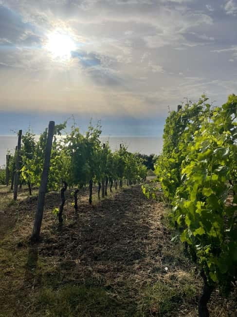 Cilento Wine: Tour & Tasting Experience - The Art of Wine Tasting in Cilento