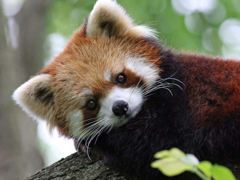 Cincinnati: Cincinnati Zoo Admission Ticket - Discover Cincinnati’s Premier Wildlife and Botanical Experience