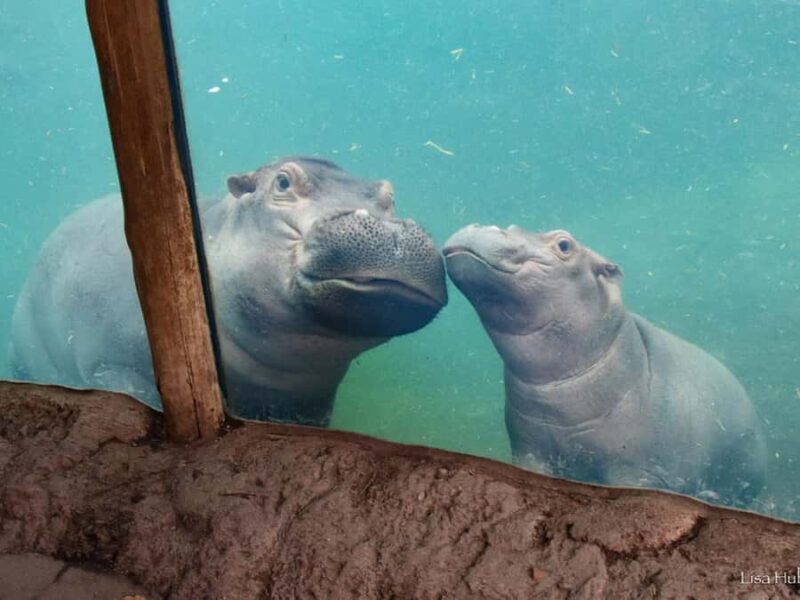 Cincinnati: Cincinnati Zoo Admission Ticket - Botanical Gardens with Over 3,000 Plant Species