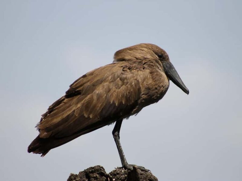 Cincinnati: Cincinnati Zoo Admission Ticket - Groundbreaking Conservation Initiatives