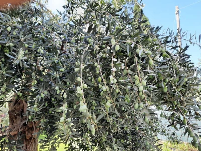 CINISI: OLIVE OIL TOUR- THE OLIVE OIL TASTING AND APERITIF TOUR - Practical Details: Meeting Point and Accessibility