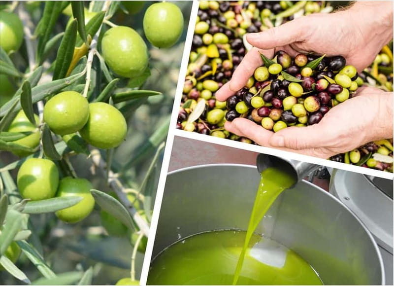 CINISI: OLIVE OIL TOUR- THE OLIVE OIL TASTING AND APERITIF TOUR - The Experience of a Family-Run Business