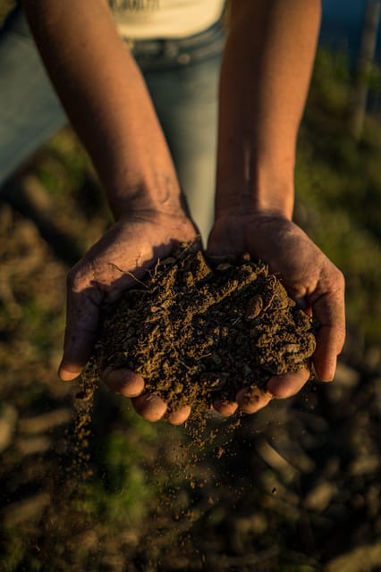 Cinque Terre: tasting in the cellar with visit to vineyards - Key Points