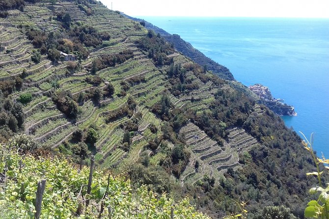 Cinque Terre unforgettable hiking experience - Discovering Hidden Gardens and Old Mule Tracks