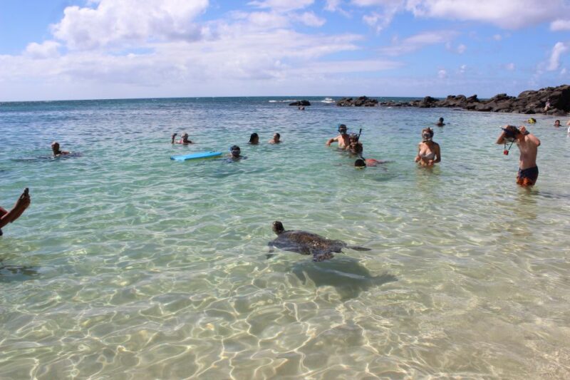 Circle Island: Swim with Turtles and Explore Paradise Oahu - Turtle Town: Swim with Hawaiian Sea Turtles