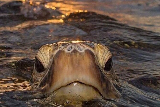 Circle Island tours - swim with turtles,Private & Small Group Tours - Key Points