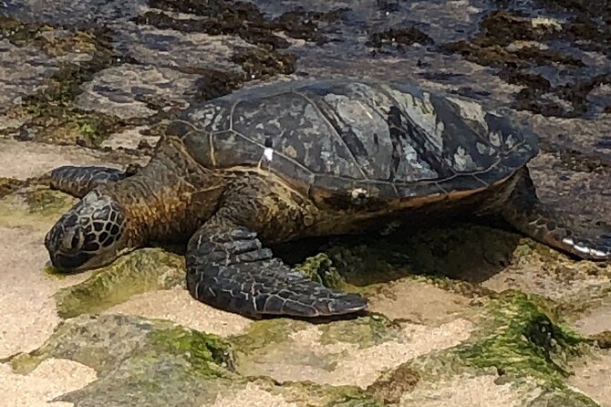 Circle Island tours - swim with turtles,Private & Small Group Tours - The Route and Major Stops