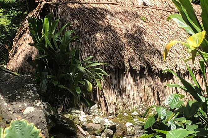 Circle Island tours - swim with turtles,Private & Small Group Tours - Wildlife Encounters on the North Shore