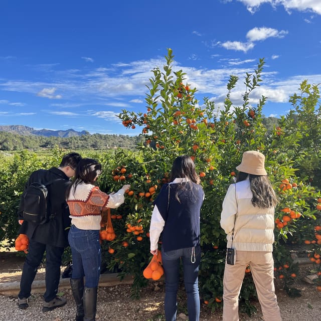 Citrus Treasures: Exploring Valencia's Orange Grove - Key Points