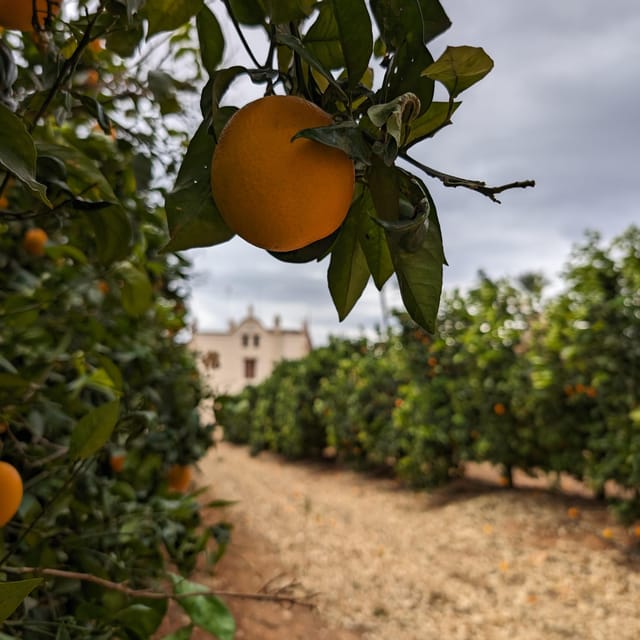 Citrus Treasures: Exploring Valencia's Orange Grove - Who Will Enjoy This Valencia Citrus Tour?