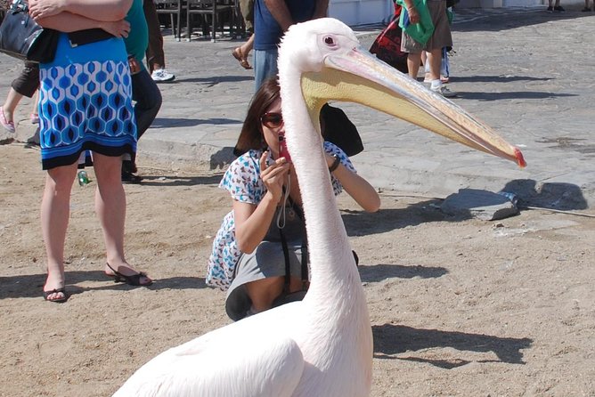 City & Island Tour - Starting Point and Meeting Logistics in Mykonos
