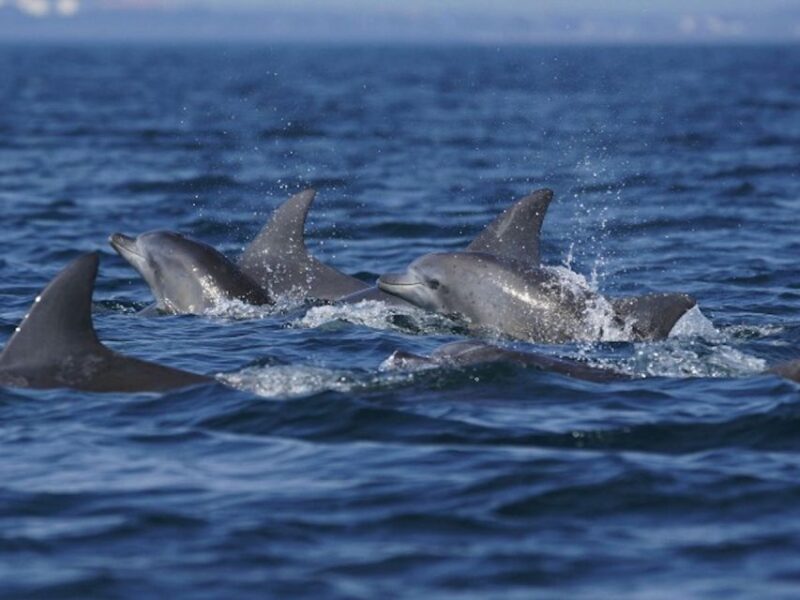 City of Side: Dolphin Island Boat Tour w/ Lunch & Drinks - Considerations and Practical Tips