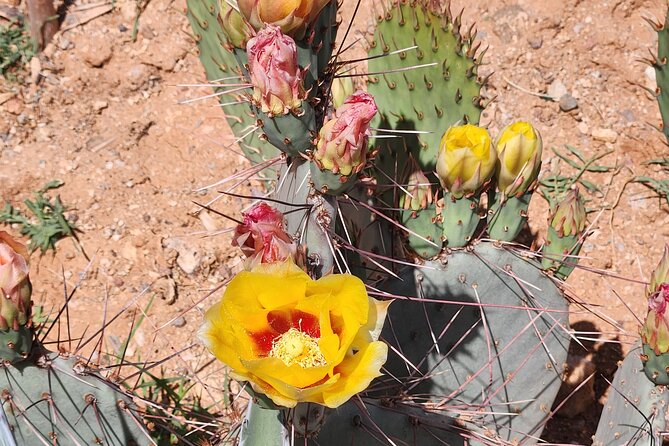 City of Tucson Tour - Discover Tucson in a Full-Day Guided Tour for $218.64