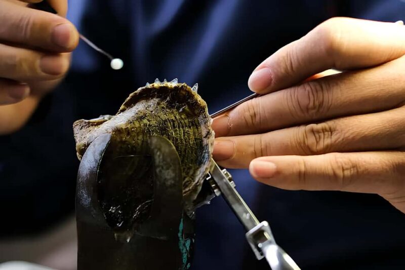 City Tour to Cabo San Lucas and Transparent boat to the Arch - Comparing Similar Cabo Tours