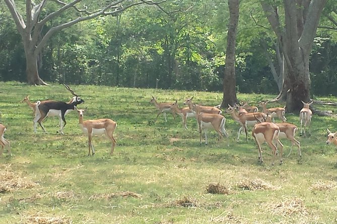 City Tour Villahermosa - Transport and Group Size: Comfortable Sharing Experience