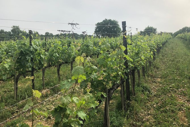 Civita di Bagnoregio, Orvieto, Montepulciano Wine Tasting Private Tour from Rome - Why This Tour Stands Out