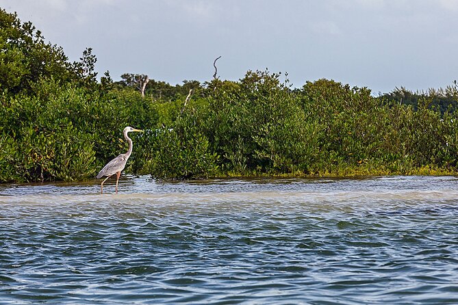 Classic 3-island tour on a shared boat-Entrance Yalahau included- - Punta Mosquito: A Pristine Beach and Birdwatching Haven
