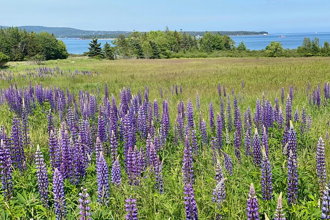 Classic Acadia Private Tour: Cadillac Mountain & Thunder Hole - Scenic Driving along the Park Loop Road