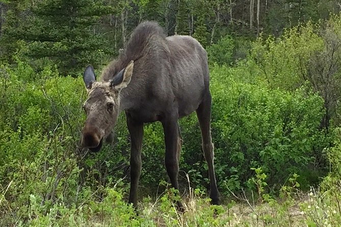 Classic ATV Adventure with Back Country Dining - Unique Features of the Backcountry Meal