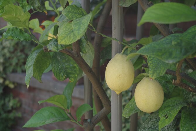 Classic Private Wine Tasting in Castagnole delle Lanze - The Experience of Mauro and His Family