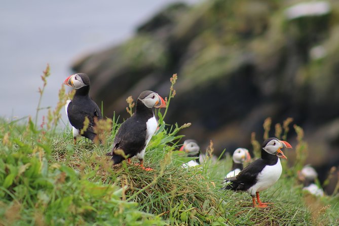 Classic Puffin Watching Cruise from Downtown Reykjavík - Discover Reykjavík’s Puffins on a Scenic Boat Tour for $60