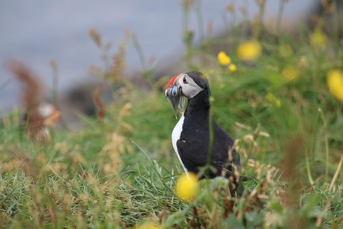 Classic Puffin Watching Cruise from Downtown Reykjavík - What You Can Expect from the Guides