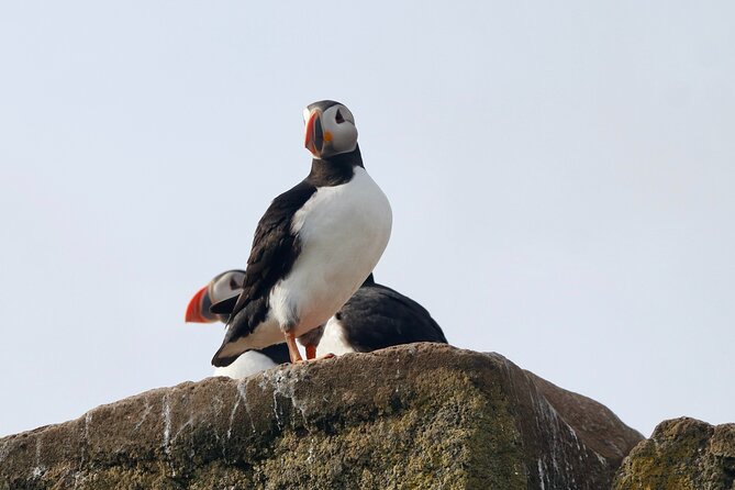 Classic Puffin Watching Cruise from Downtown Reykjavík - How the Tour Compares to Other Reykjavík Activities