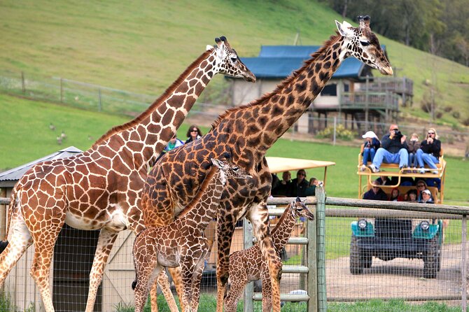 Classic Safari Adventure at Safari West - Discover the Wild Side of Sonoma County at Safari West
