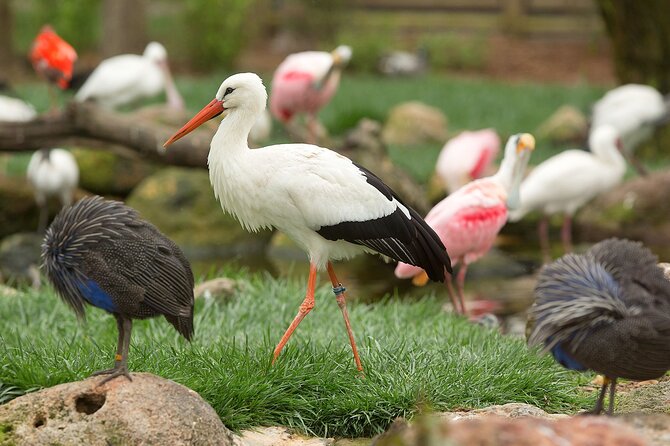 Classic Safari Adventure at Safari West - Key Points