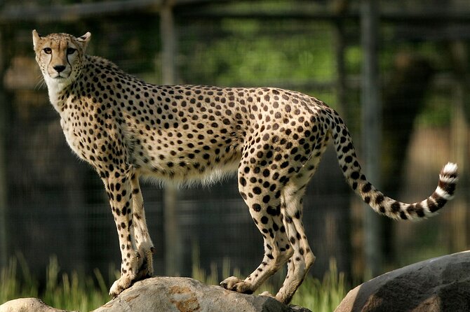 Classic Safari Adventure at Safari West - Meet the Expert Guides and Their Conservation Stories